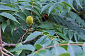 PLATYCARYA STROBILACEA