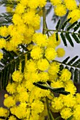 ACACIA DEALBATA