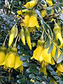 SOPHORA SUN KING