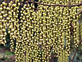 STACHYURUS PRAECOX