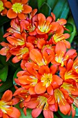 CLIVIA MINIATA