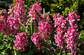 CORYDALIS SOLIDA