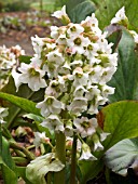 BERGENIA SILBERLICHT (SILVER LIGHT)