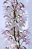 DENDROBIUM DELICATUM APPLEBLOSSOM