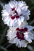 DIANTHUS SILVER STAR