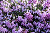 ERICA CARNEA PINK SPANGLES