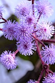 EUPATORIUM SORDIDUM