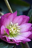 HELLEBORUS BALLERINA