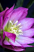 HELLEBORUS BALLERINA