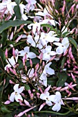 JASMINUM POLYANTHUM