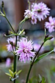 LYCHNIS FLOS-CUCULI PETITE JENNY