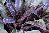 NEOREGELIA SARMENTOSA CHLOROSTRICTA