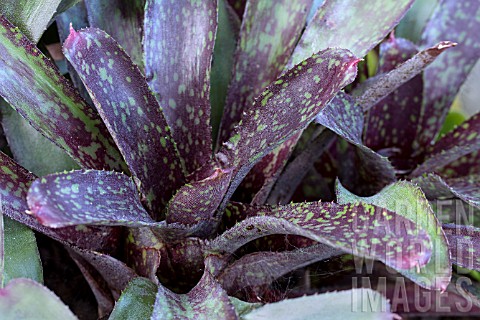 NEOREGELIA_SARMENTOSA_CHLOROSTRICTA