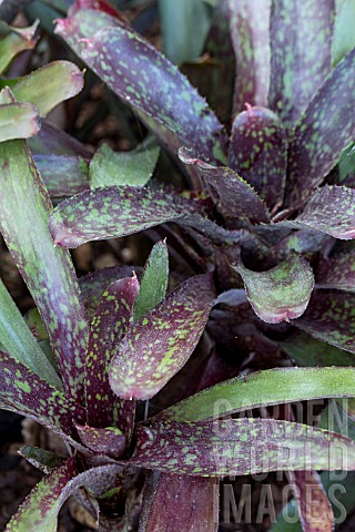 NEOREGELIA_SARMENTOSA_CHLOROSTRICTA