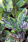 HELLEBORUS LEAF BLOTCH