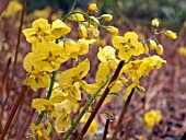 EPIMEDIUM PINNATUM