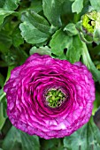 RANUNCULUS DWARF TOMER PINK