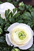 RANUNCULUS DWARF TOMER WHITE