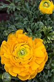 RANUNCULUS DWARF TOMER YELLOW