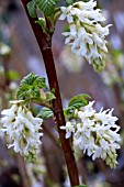 RIBES SANGUINEUM ELKINGTONS WHITE