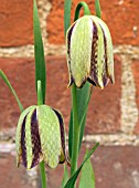 FRITILLARIA GRAECA