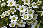 SAXIFRAGA ALPINO EARLY LIME