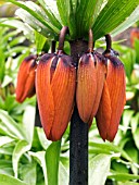 FRITILLARIA IMPERIALIS (CROWN IMPERIAL)