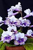 STREPTOCARPUS HARLEQUIN DAMSEL