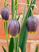 FRITILLARIA UVA VULPIS