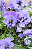 VIOLA CORNUTA SKY BLUE MARTIEN