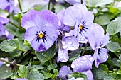 VIOLA CORNUTA SKY BLUE MARTIEN