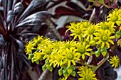 AEONIUM ARBOREUM ATROPURPUREUM