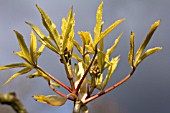 AESCULUS INDICA SYDNEY PEARCE