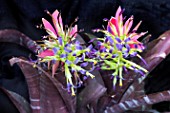 BILLBERGIA MURIEL WATERMAN