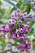 CESTRUM X CULTUM CRETAN PURPLE