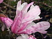 MAGNOLIA STELLATA ROSEA