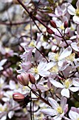 CLEMATIS ARMANDII APPLE BLOSSOM