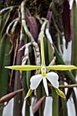 EPIDENDRUM FALCATUM