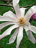 MAGNOLIA STELLATA ROSEA