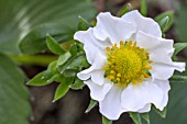 FRAGARIA VESCA VIBRANT