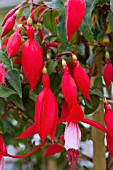 FUCHSIA PETRA