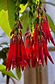 FUCHSIA BOLIVIANA