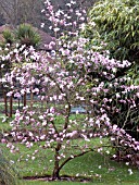 MAGNOLIA STELLATA ROSEA