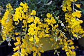 GENISTA MADERENSIS