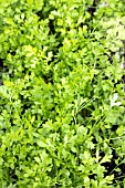 LEPIDIUM SATIVUM FINE CURLED