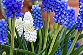 MUSCARI BLUE MAGIC & VENUS