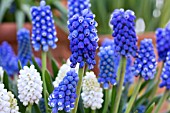 MUSCARI BLUE MAGIC & VENUS