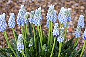 MUSCARI AMERICANUM LADY BLU