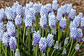 MUSCARI AMERICANUM PEPPERMINT