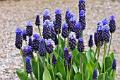 MUSCARI LATIFOLIUM